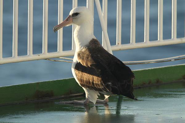 �R�A�z�E�h��