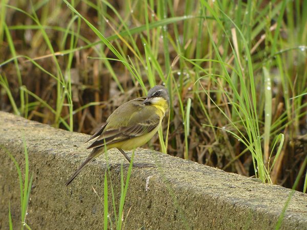 �c���i�K�Z�L���C