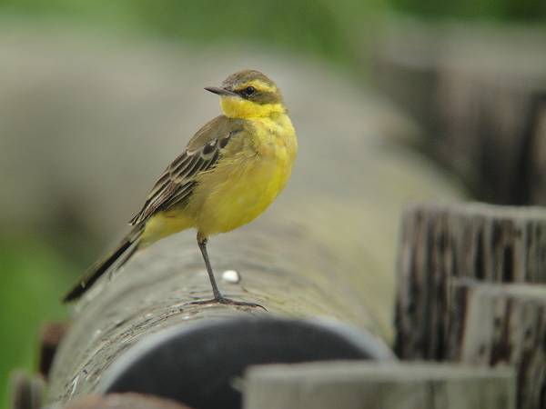 �}�~�W���c���i�K�Z�L���C