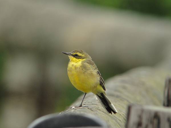 �L�}���c���i�K�Z�L��