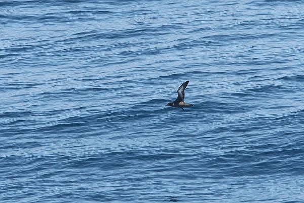 �n�C�C���~�Y�i�M�h��