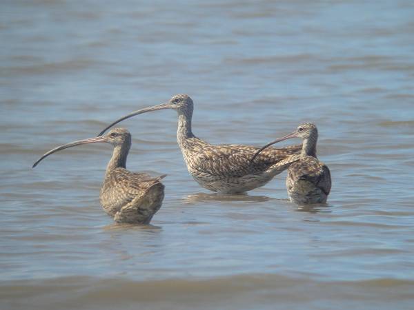 �z�E���N�V�M